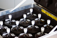 Flasks arranged in a transport box